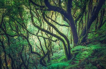 El Bosque Encantado van Loris Photography