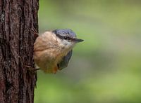 Nuthatch