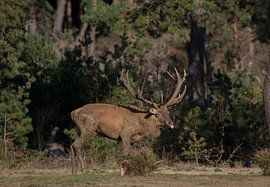 Rotwild 2 von Wesley Klijnstra