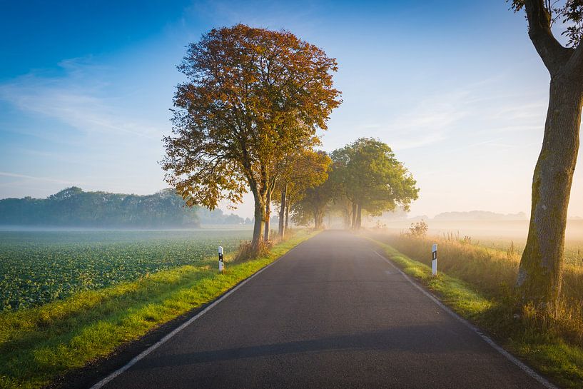 Laan in de herfst van Martin Wasilewski