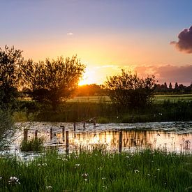 Summer evening at the water with blooming swan flowers by LiemersLandschap