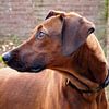 Rhodesian Ridgeback van Jon Houkes