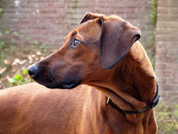 Rhodesian Ridgeback van Jon Houkes