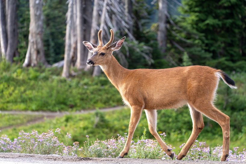 Hirsche im Mount Rainier-Nationalpark, Washington, USA von Jeroen van Deel