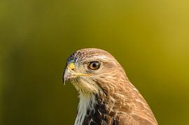 Buizerd portret sur Frank van Middelkoop