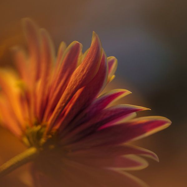 Flower by Paquita Six