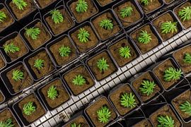 Jonge cannabisplanten van Poster Art Shop