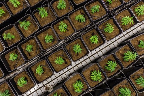 Jonge cannabisplanten