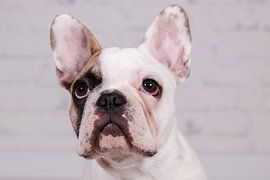 Mollie Franse Bulldog