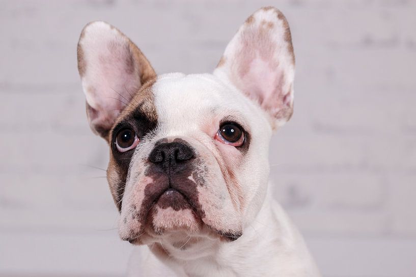 Mollie Franse Bulldog by LUNA Fotografie