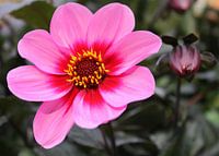 Spaanse Margriet