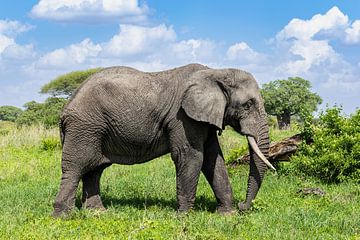 Afrikanischer Elefant von Tilo Grellmann