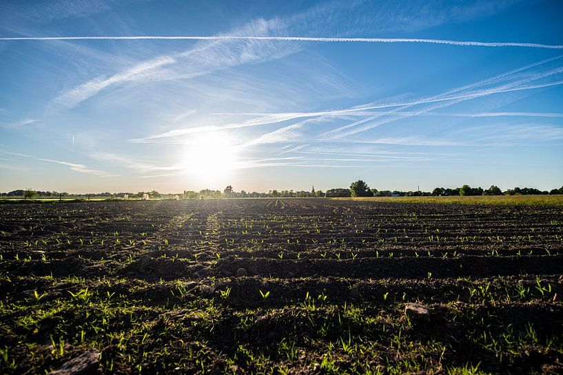 The new crop rears its head in the Fields. by Brian Morgan