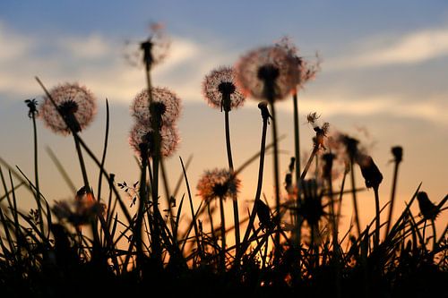Paardenbloemen, lenteavond