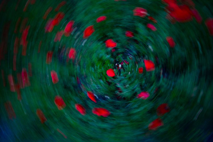 Poppies in circle by peterheinspictures