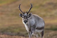 Eland in zicht