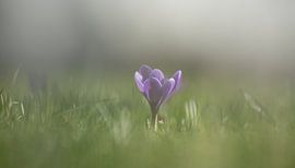 Krokus