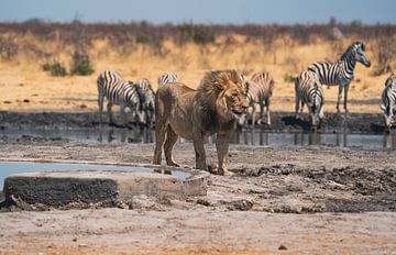 Leeuw in Namibië, Afrika van Patrick Groß