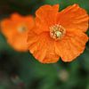 oranje klaprozen van lieve maréchal