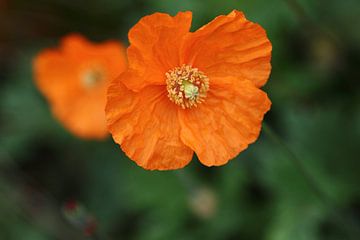 orangefarbene Mohnblumen von lieve maréchal