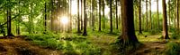Sonnenaufgang im Wald van Günter Albers thumbnail