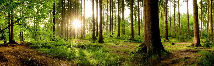 Sonnenaufgang im Wald van Günter Albers