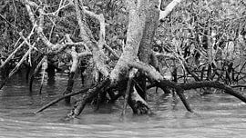 Mangroves, Australia by Beat Hühnli