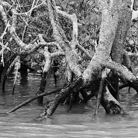 Mangroves, Australie sur Beat Hühnli