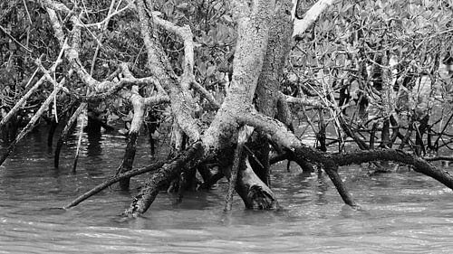 Mangroves, Australie