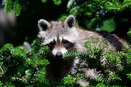 Raccoon by Karin Jähne