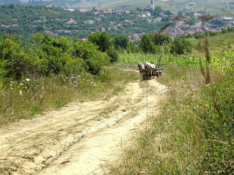 Paard en wagen op de zandweg by Wilma Rigo