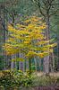 Gouden boom in het bos van Patrick van Os thumbnail