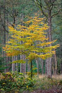 Gouden boom in het bos