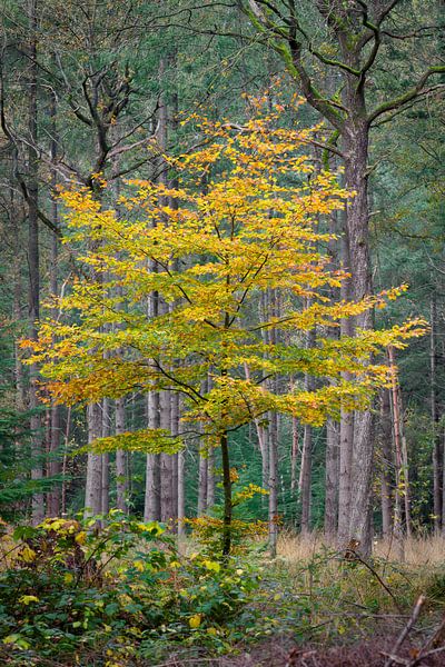 Gouden boom in het bos van Patrick van Os