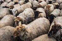 Schapen file