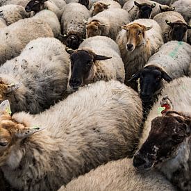 Sheep file by MICHEL WETTSTEIN
