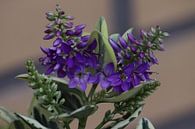 Violettes Heidekraut von Clicksby JB Miniaturansicht