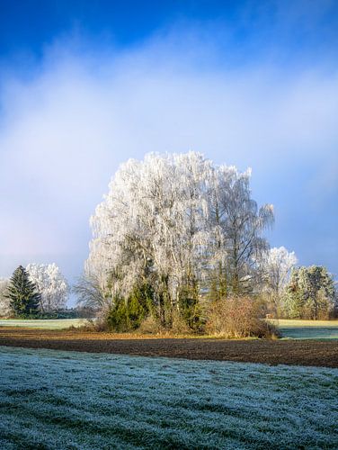 Arbres recouverts de givre dans un paysage hivernal bavarois