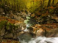 Klarer Fluss im Wald im Herbst in Slowenien