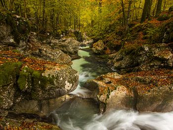 Klarer Fluss im Wald im Herbst in Slowenien