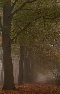 Herfst in Nederland van Manon Zandt