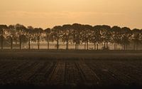 Baumreihe morgens in Die Niederlanden von Wouter Bos Miniaturansicht