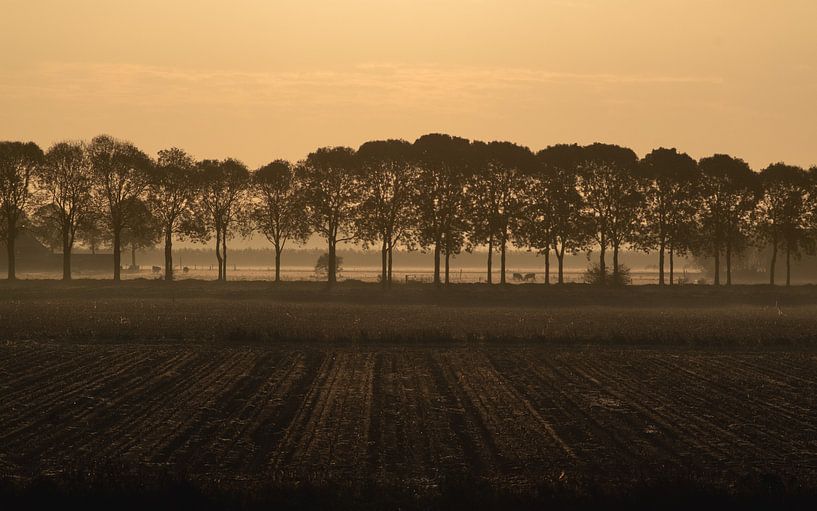 Baumreihe morgens in Die Niederlanden von Wouter Bos