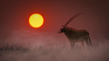 Gemsbok bij zonsopkomst van Chris Stenger