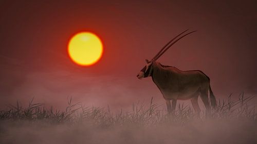 Gemsbok bij zonsopkomst