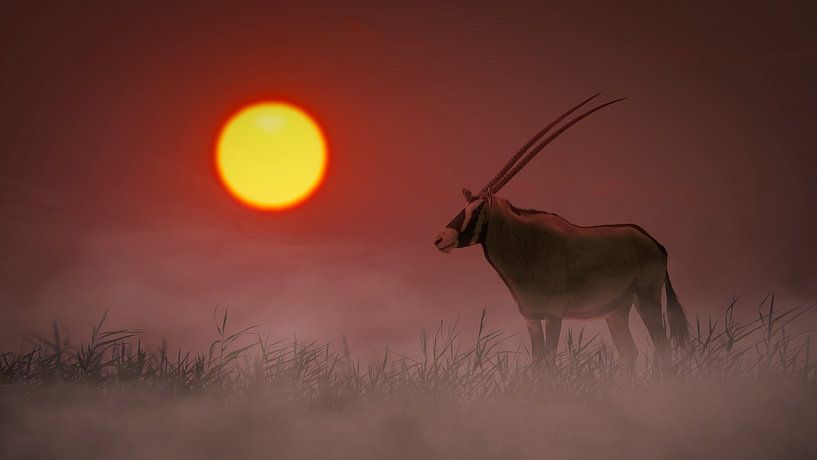 Oryx bei Sonnenaufgang von Chris Stenger