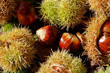 chestnuts by Marieke Funke