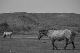 Konik horses in the Kennemer dunes, North Holland by Peter Bartelings