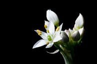 Close up van knoflook-bieslook bloem (Allium tuberosum) van Jan van Kemenade thumbnail