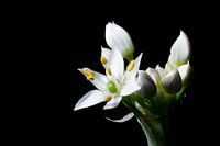 Close up of garlic-chive flower (Allium tuberosum)
